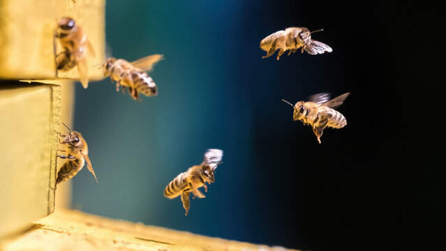 Spiritual Meaning of Seeing Bees in the House