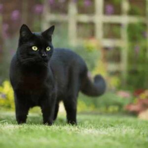 The Spiritual Meaning of Black Cats