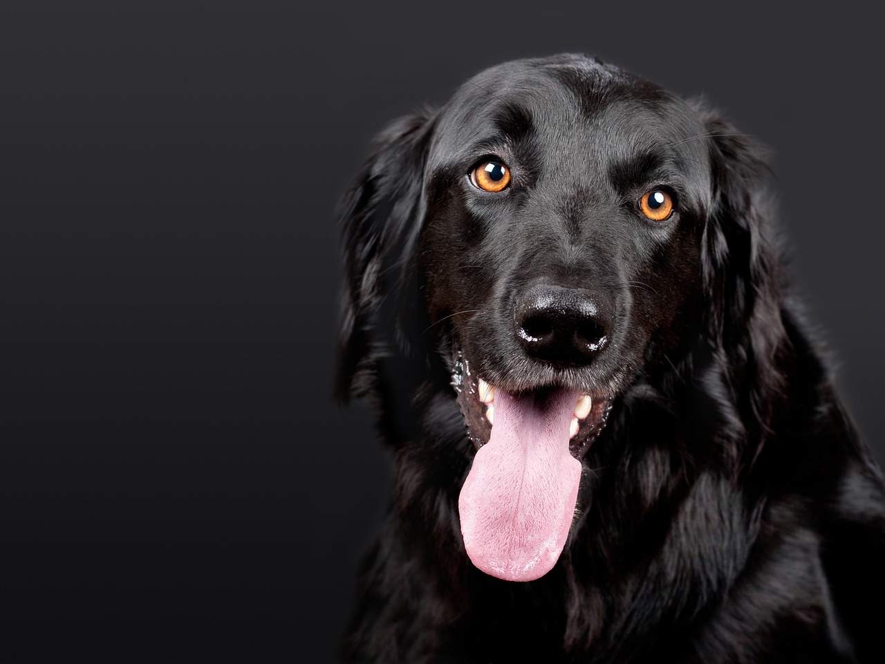 Seeing a Black Dog: Spiritual Meanings