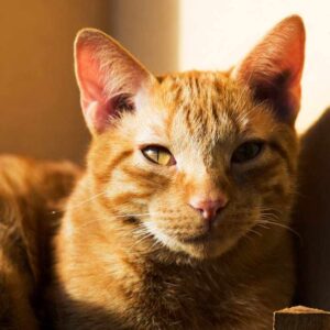 Spiritual Meaning of Orange or Ginger Cats