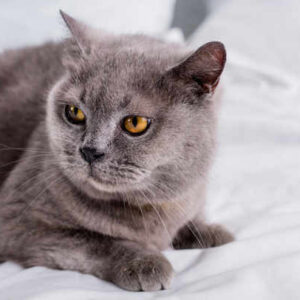 Spiritual Meaning of Grey Cat
