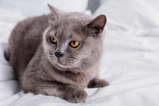 Spiritual Meaning of Grey Cat