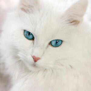 Spiritual Meaning of White Cat