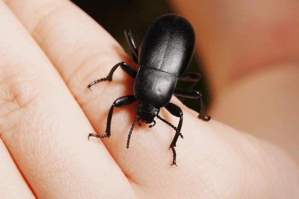 Black Beetle Spiritual Meaning