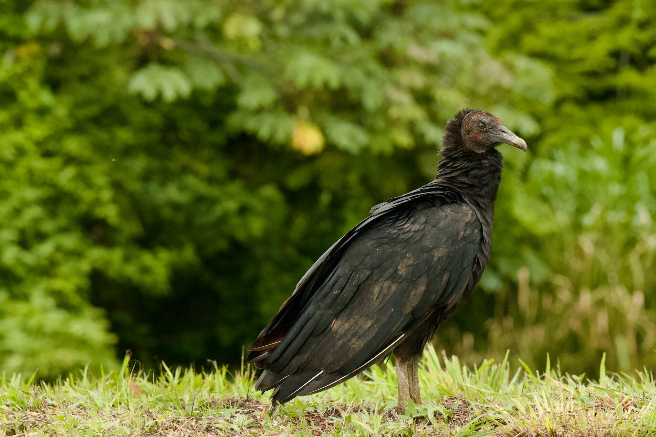 Seeing a Black Vulture: Spiritual Meaning