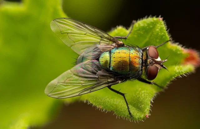 Spiritual Significance of Flies in Your House