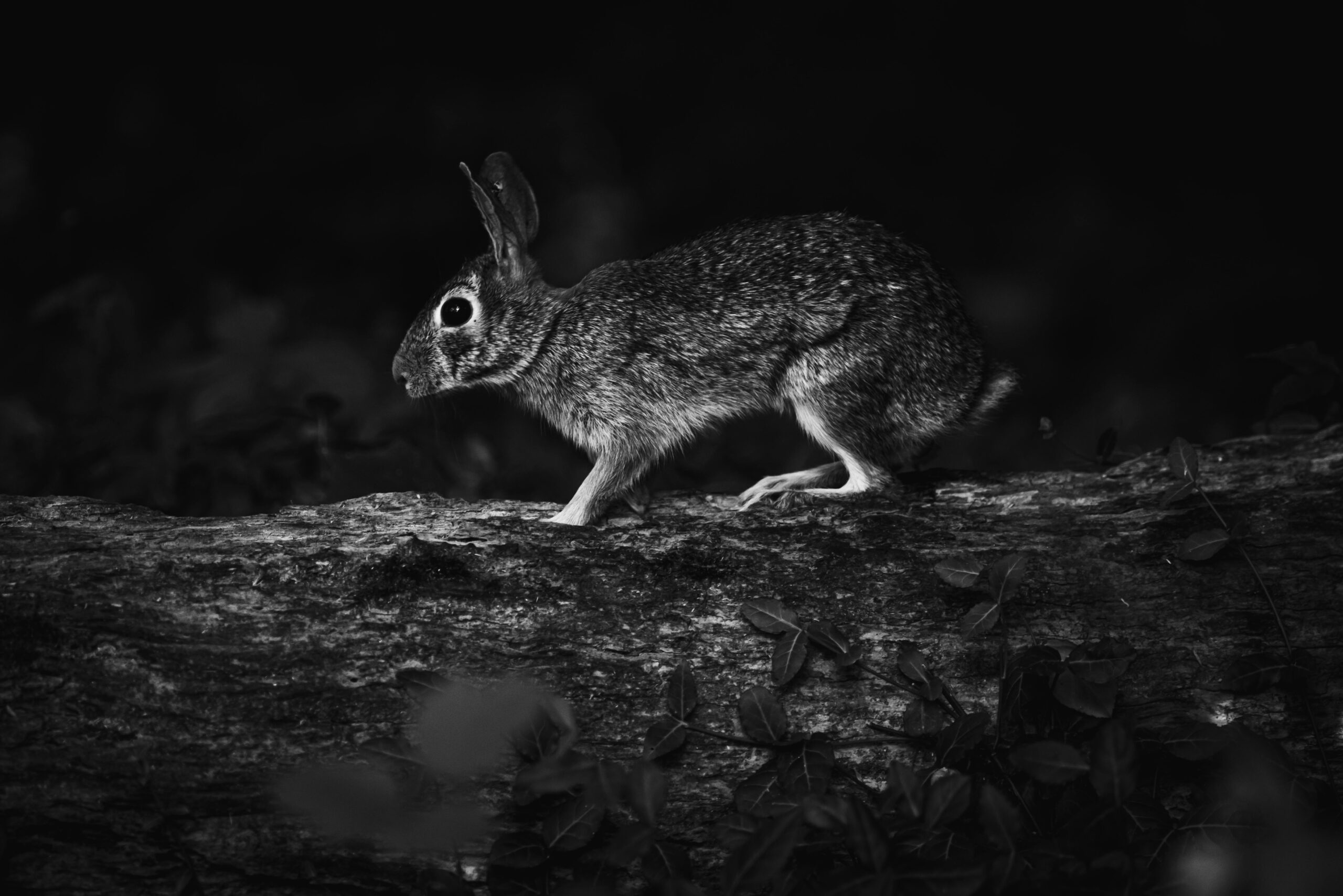 Spotting a Rabbit at Night: Spiritual Meaning