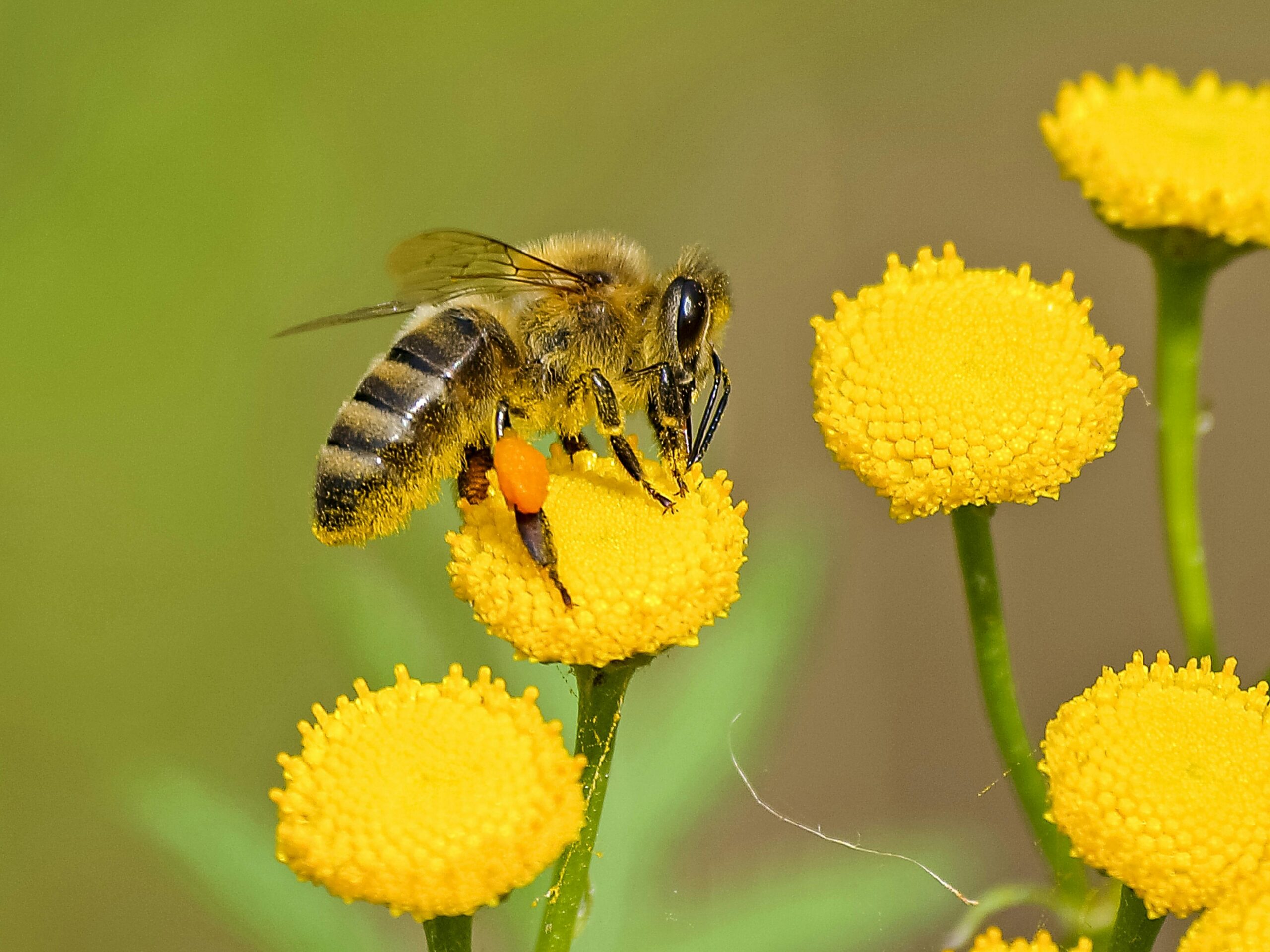 Spiritual Meanings of Bee Stings