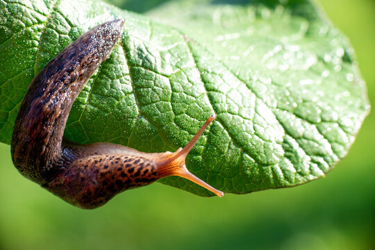 Spiritual Meaning of Slugs in The House