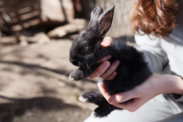 Black Rabbit Spiritual Meaning