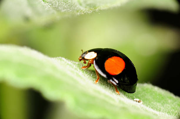The Black Ladybug: Spiritual Meaning