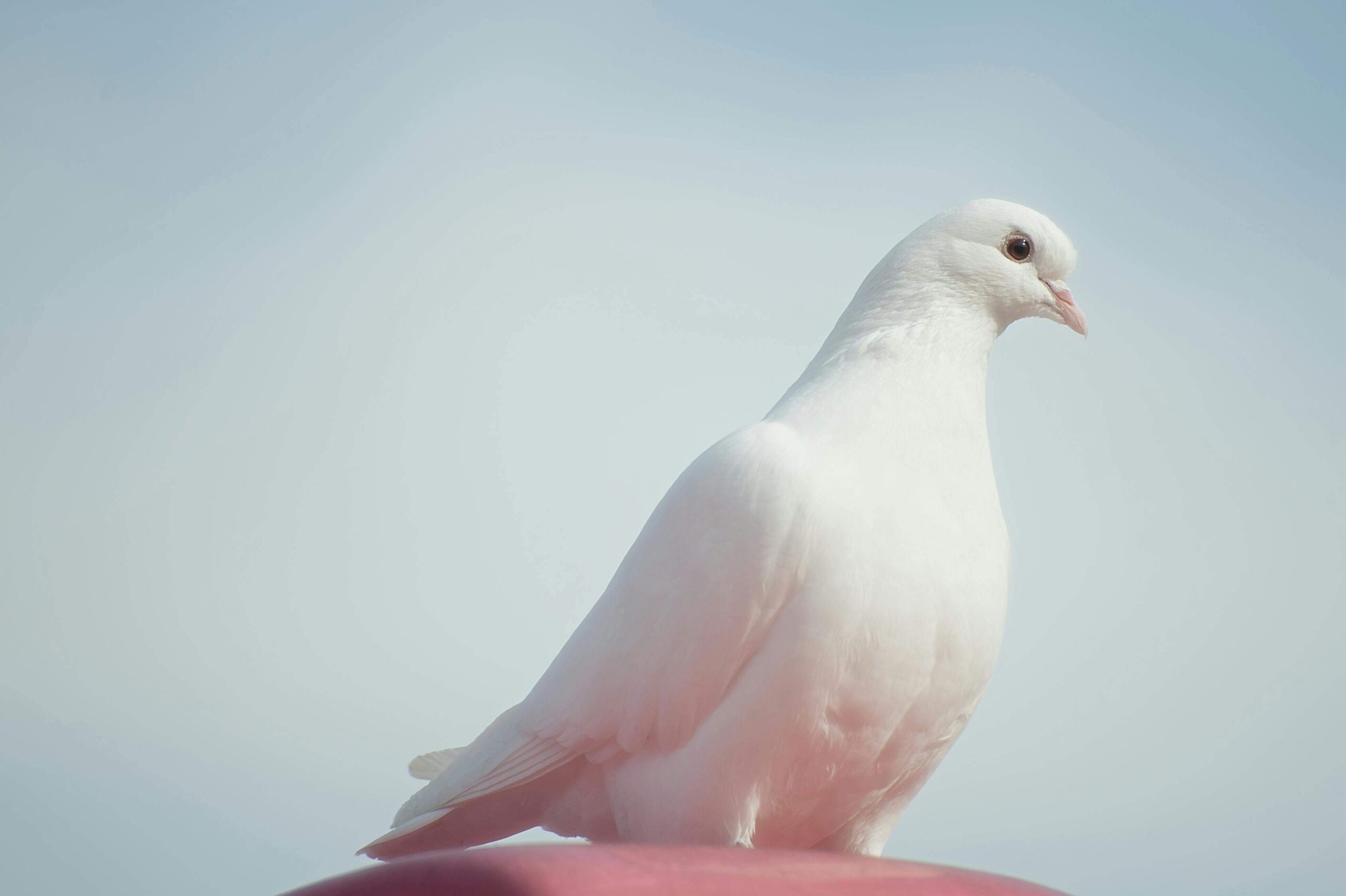 The Spiritual Meaning of Seeing White Birds