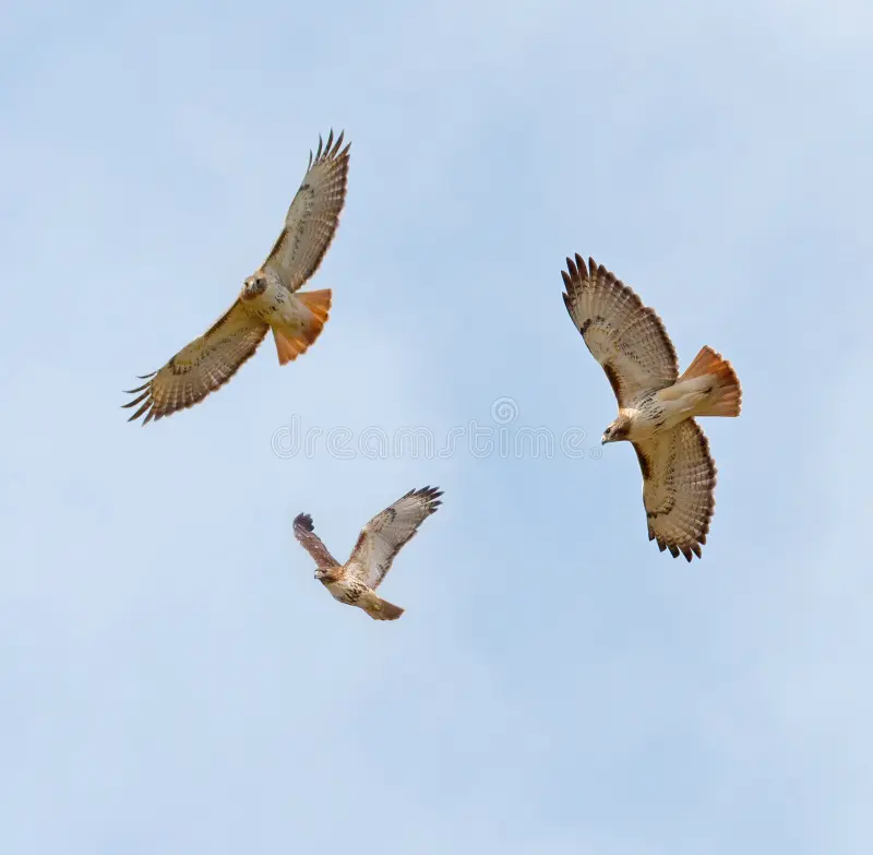 Three Hawks Circling – What’s the Spiritual Meaning?